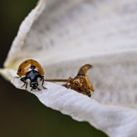 Пани... :: Осень 