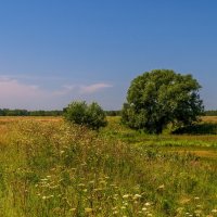Жара июль 2 :: Андрей Дворников