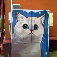 Белый котик :: Сергей Карачин Белый котик :: Сергей Карачин