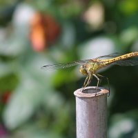 Стрекоза :: tamara kremleva
