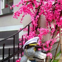 Волк-капитан :: Сергей Карачин Волк-капитан :: Сергей Карачин