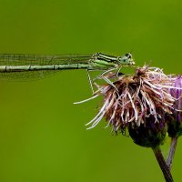 из вчерашней съемки 1 :: Александр Прокудин из вчерашней съемки 1 :: Александр Прокудин