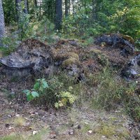 какой-то зверь подкрался... :: zavitok *