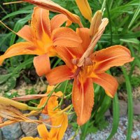 Лилейник :: Сапсан 