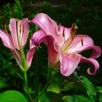 Городские лилии :: Милешкин Владимир Алексеевич Городские лилии :: Милешкин Владимир Алексеевич