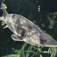 Белуга :: <<< Наташа >>>