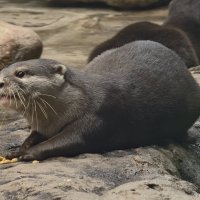 Выдра :: <<< Наташа >>>