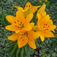 Жёлтые лилии :: Ольга Жёлтые лилии :: Ольга