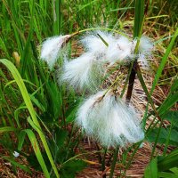 Июнь...Цветет осока, похожая на пущицу! :: Владимир 