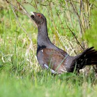 Майский глухарь :: Михаил Белоусов