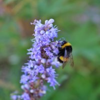 мохнатый :: Светлана Баталий мохнатый :: Светлана Баталий