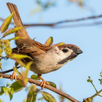 Любопытный воробей :: Дарья Меркулова