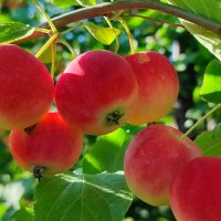 Яблочки :: Валентина Богатко 