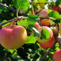 Медовые :: Валентина Богатко 