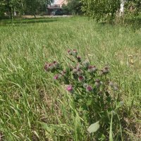 На солнечной поляночьке :: Андрей Хлопонин На солнечной поляночьке :: Андрей Хлопонин