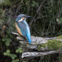 зимородок. :: юрий макаров зимородок. :: юрий макаров