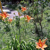 Цветы. :: Владимир Драгунский Цветы. :: Владимир Драгунский