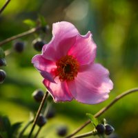 Доброе утро :: Юрий. Шмаков