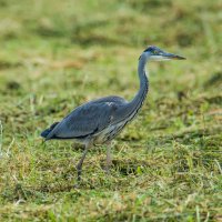 Серая цапля. :: Sergey (Apg) Серая цапля. :: Sergey (Apg)