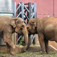 Московский зоопарк. Слоны. :: Наташа *****