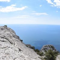 Природа Крыма :: Amazing Cosmea