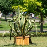 Агава :: Игорь Сикорский