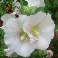 Мальва :: Елена Семигина Мальва :: Елена Семигина