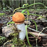 Подосиновичек :: Валерия Комова Подосиновичек :: Валерия Комова