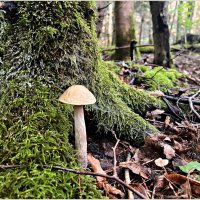 ******** :: Валерия Комова ******** :: Валерия Комова