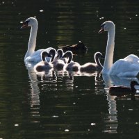 *** :: Владимир Безбородов