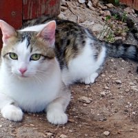 Хорошо летом на даче у бабушки! :-) :: Андрей Заломленков