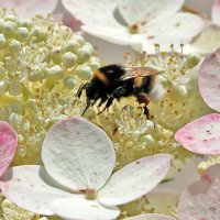 Ох, и вкусная же гортензия! :: Светлана 