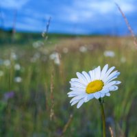 Ромашка :: Виктория 