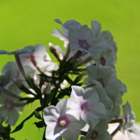 Нежные флоксы .. :: Татьян@ Ивановна