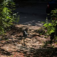 ГКот_2 :: Лестер Григорьев