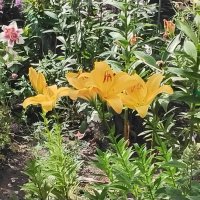 Летние цветы :: Дмитрий Никитин Летние цветы :: Дмитрий Никитин