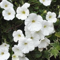 Петунии :: Freddy 97 Петунии :: Freddy 97