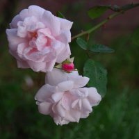 Розовые розы :: Сергей Швечков Розовые розы :: Сергей Швечков