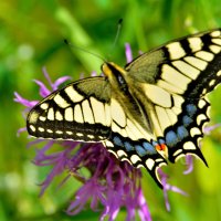 * :: Александр Зуев * :: Александр Зуев