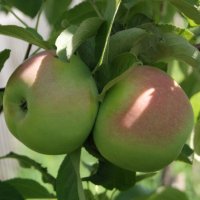 В моем саду. :: сергей ермошкин В моем саду. :: сергей ермошкин