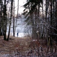 Лесная изморозь :: Владимир Шишкин