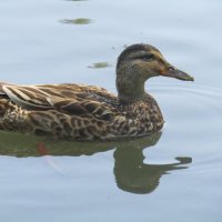 Серая, но всё равно красивая... :: Galaelina *** Серая, но всё равно красивая... :: Galaelina ***