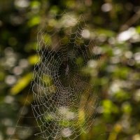 Паутинка :: Андрей Пристяжнюк