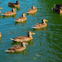 Утки на пруду. :: Михаил Колосов 