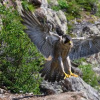 Сапсан :: Дмитрий 