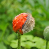 Из жизни маков :: AleksSPb Лесниченко