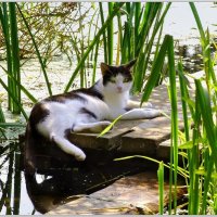 Кот Федор :: Алексей Сопельняк