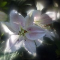 . :: Ольга Cоломатина