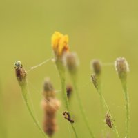 *** :: Елена Kазак (selena1965)