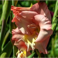 Июль :: Aquarius - Сергей Июль :: Aquarius - Сергей